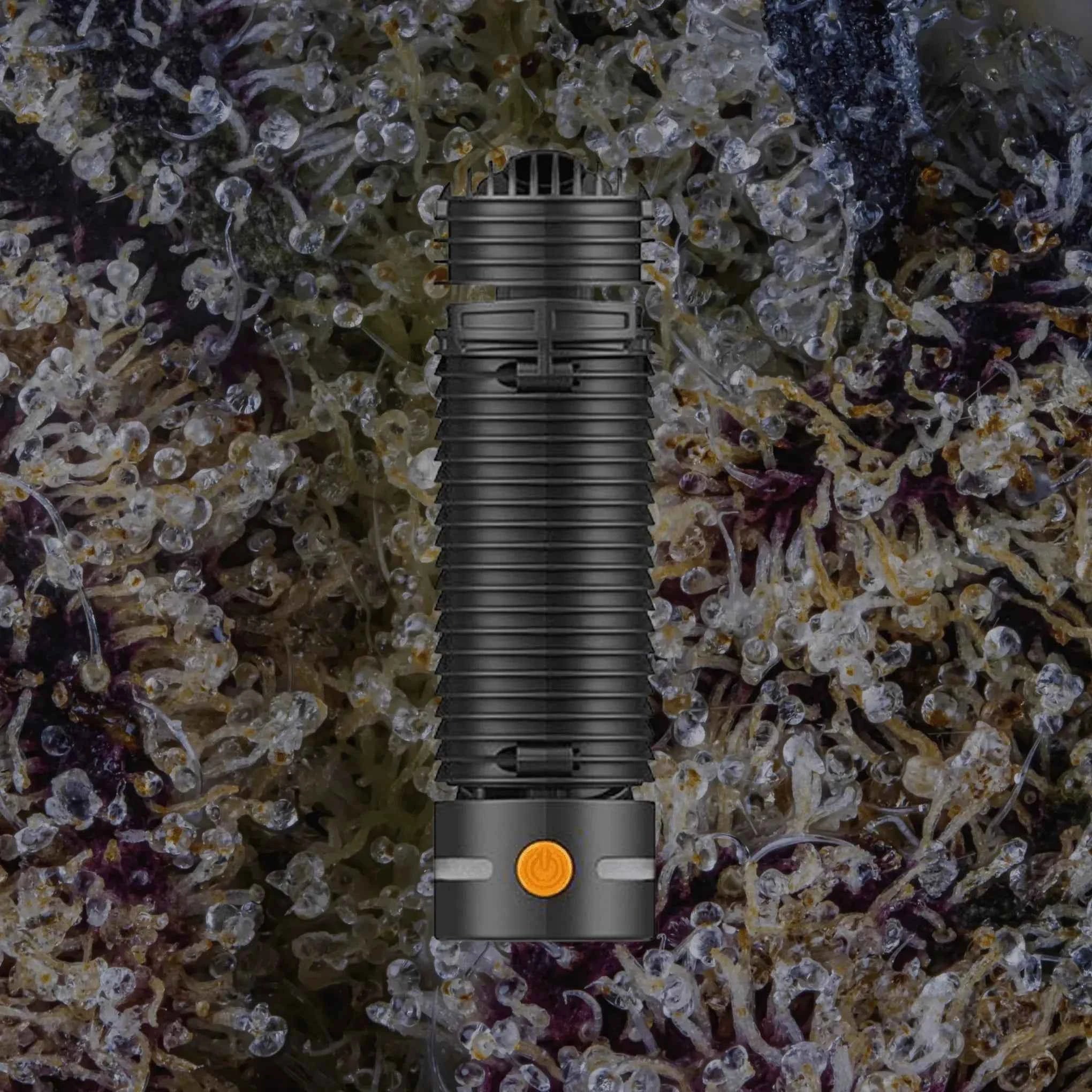 Storz & Bickel Crafty+ | Trichly