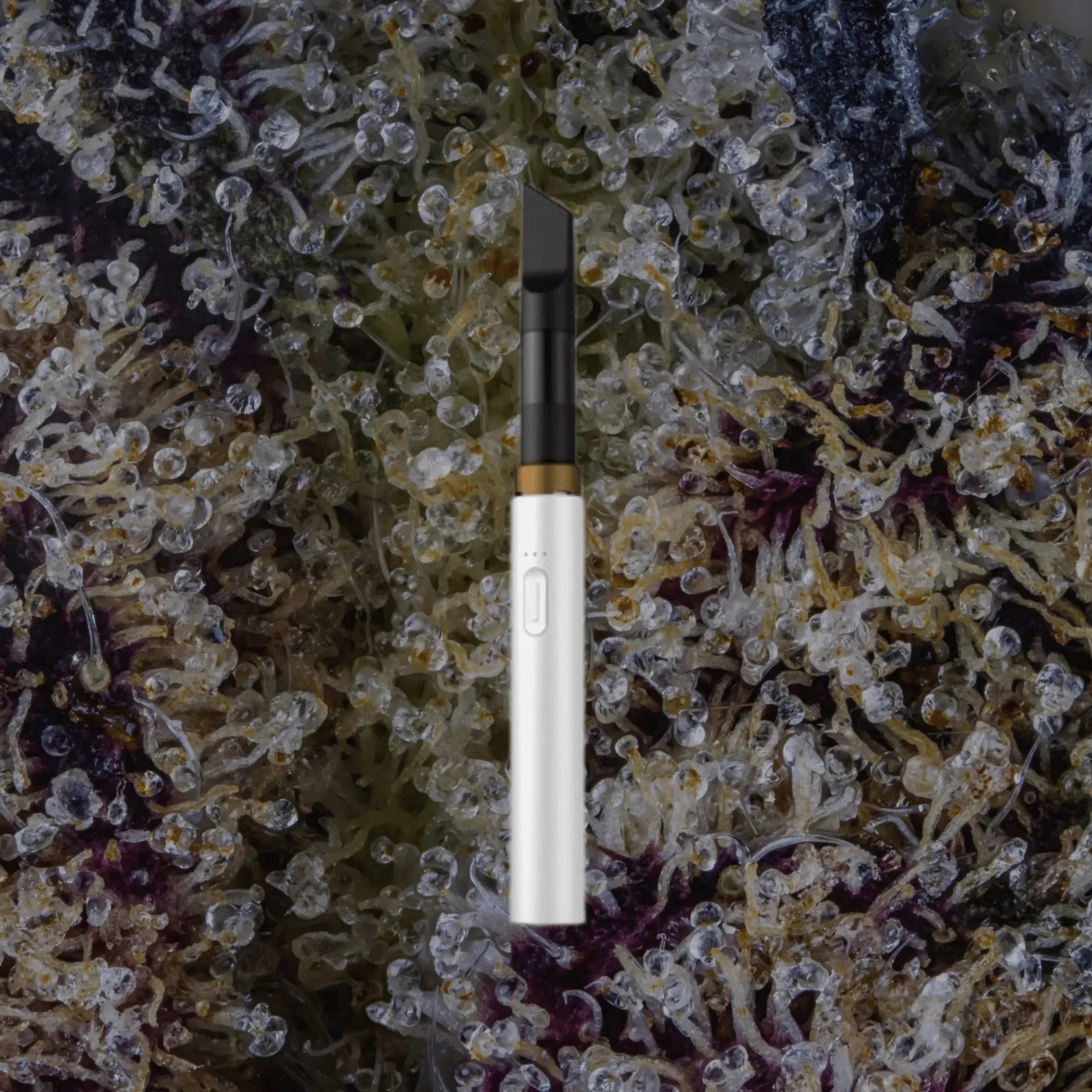 VESSEL Core White | Trichly