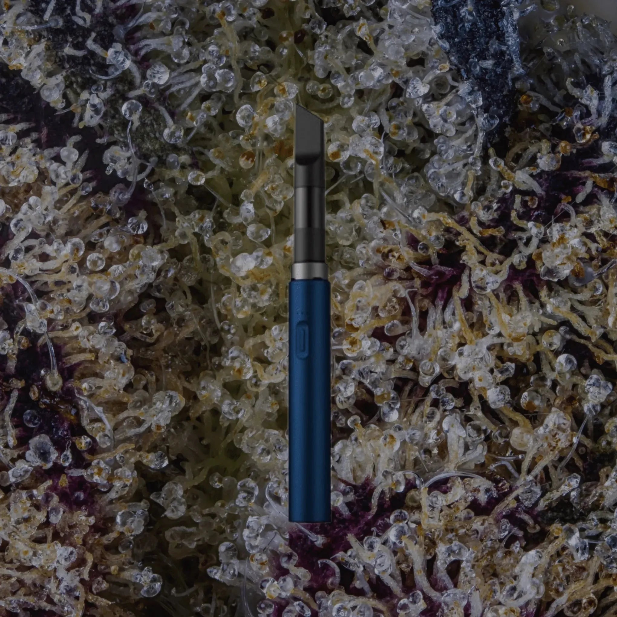 VESSEL Core Navy | Trichly
