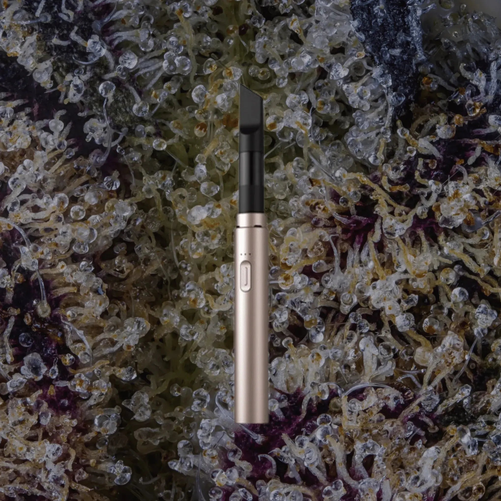 VESSEL Core Blush | Trichly