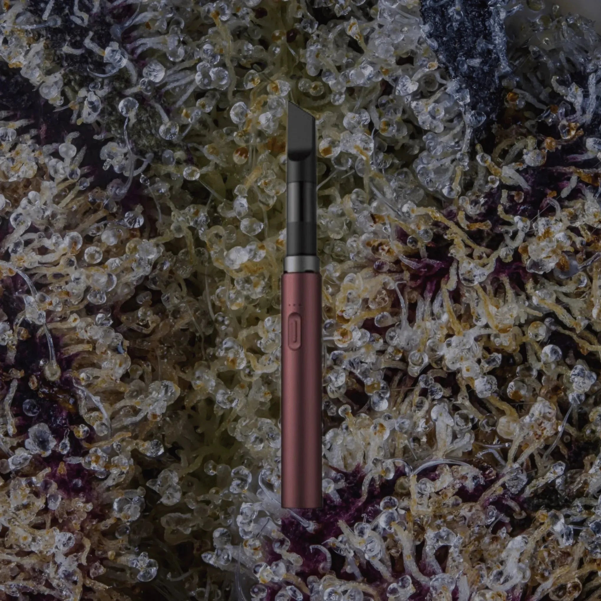 VESSEL Core Merlot | Trichly