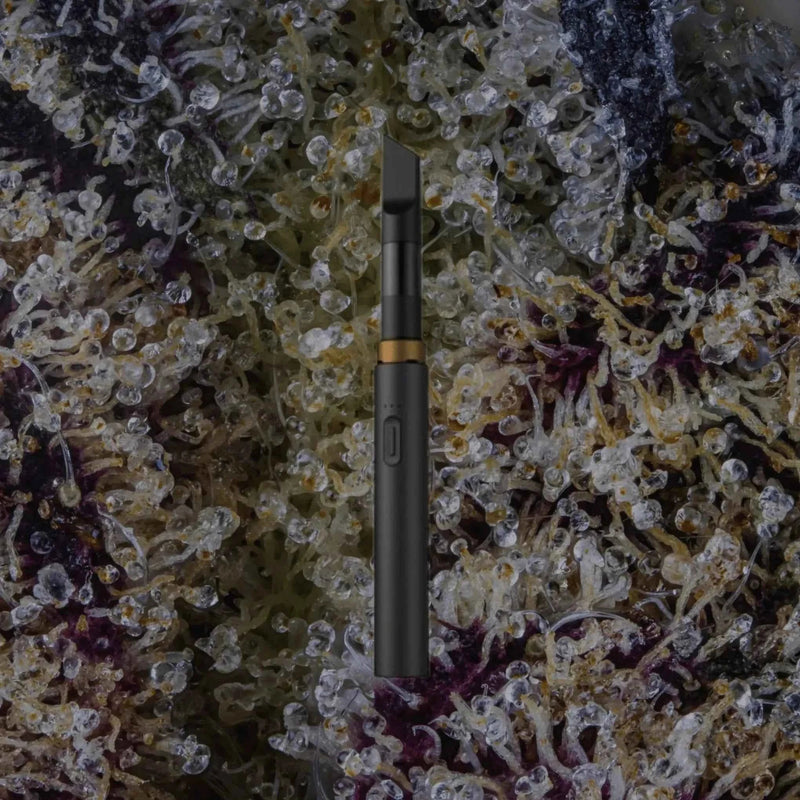 Vessel Core Black | Trichly