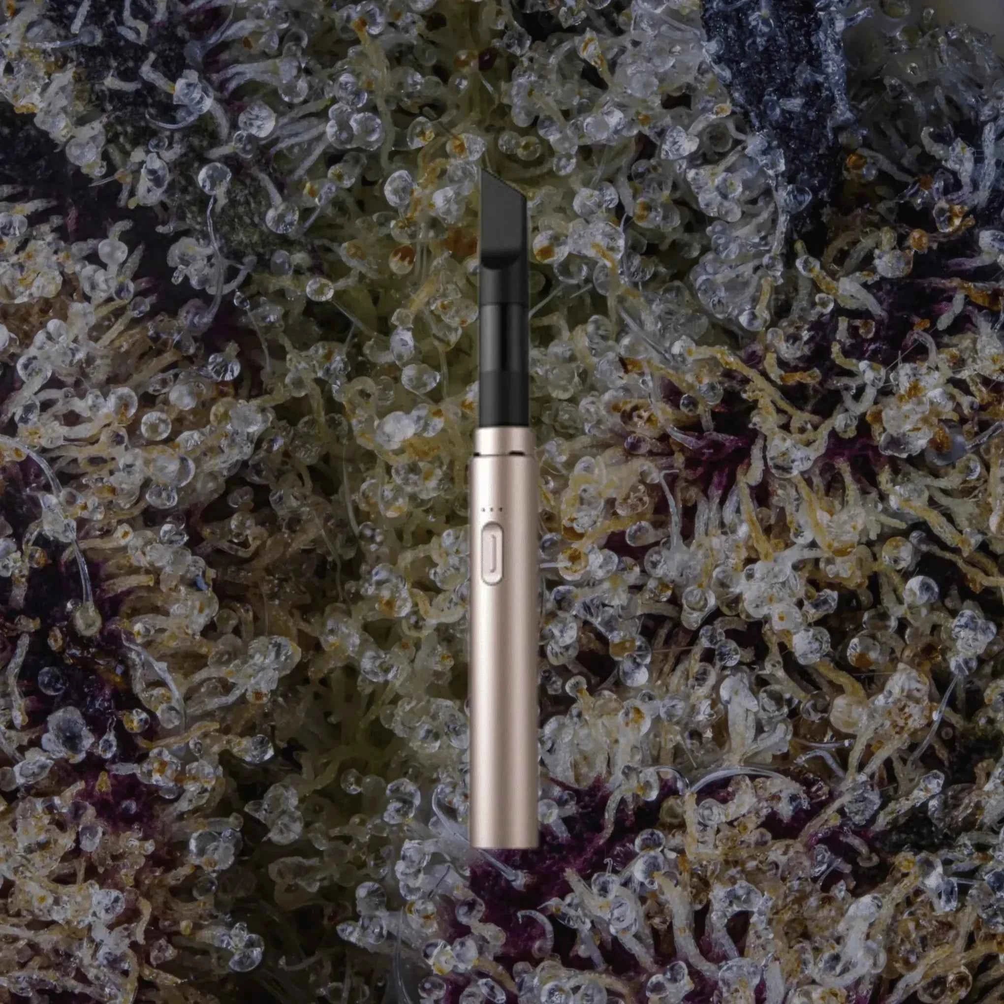 Vessel Core Blush | Trichly