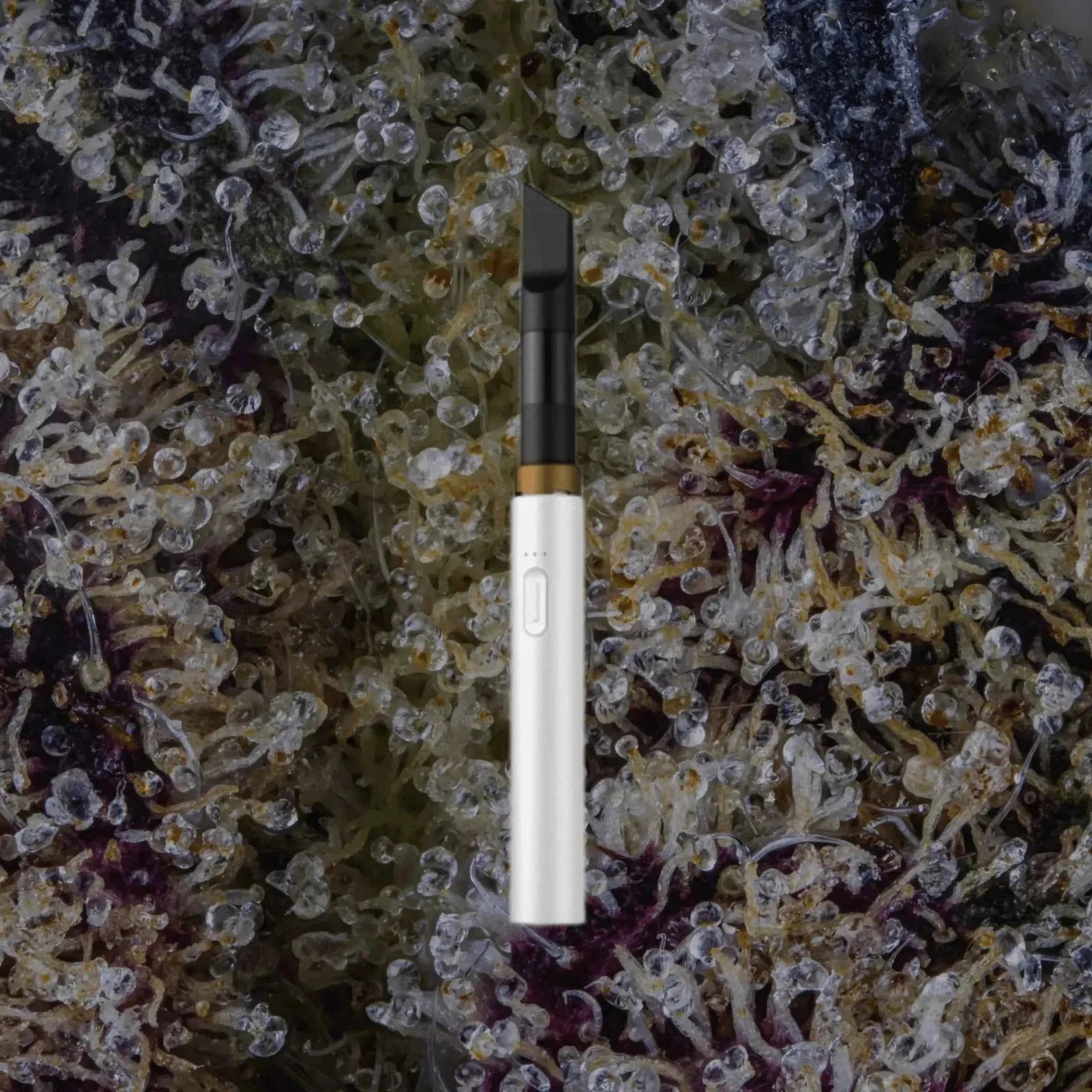 Vessel Core White | Trichly