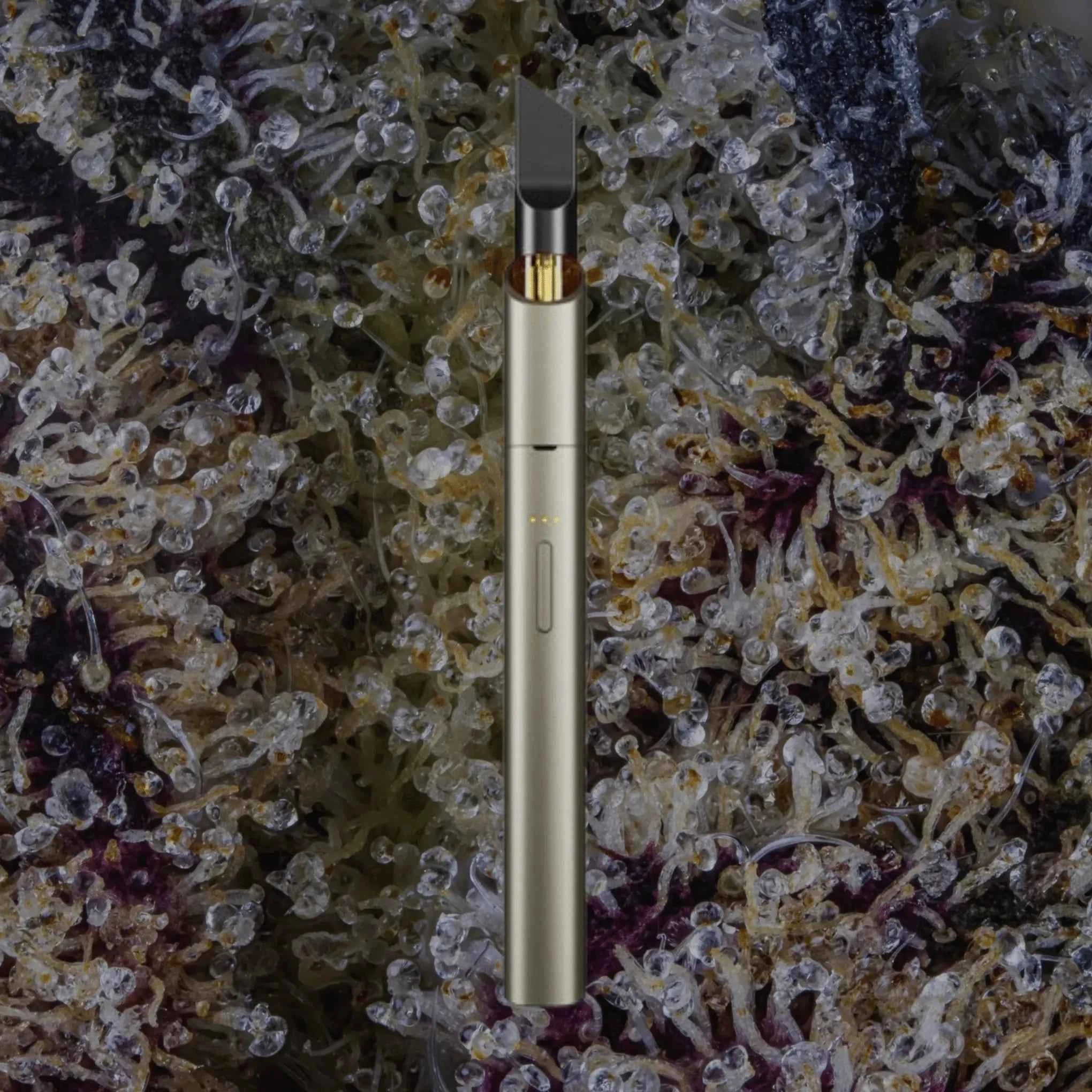 Vessel Vista Edge Sage | Trichly