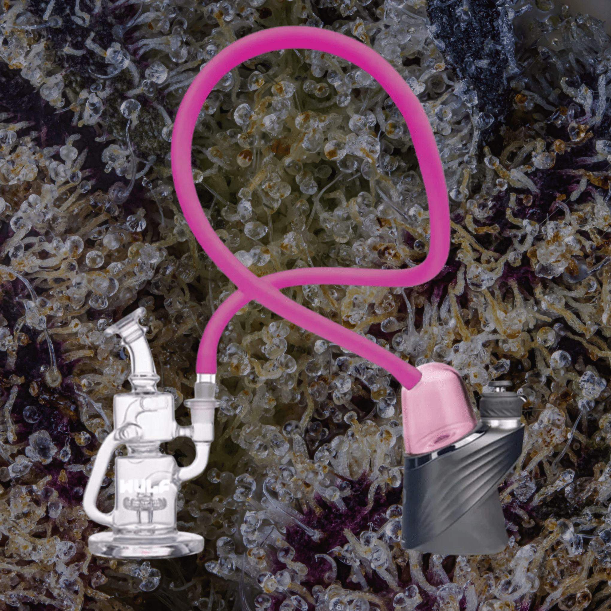 Wulf Mods Link Puffco Peak Top Pink | Trichly