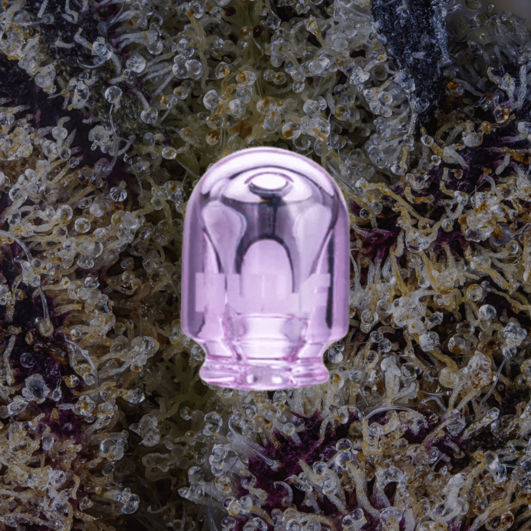 Wulf Mods Loon Puffco Pivot Top Purple | Trichly