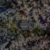 Storz & Bickel Crafty+, for flower from Trichly photo 7