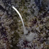Puffco New Proxy Wizard Attachment, accessories from Trichly photo 3
