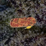 RAW Finger Board, novelty from Trichly photo 3