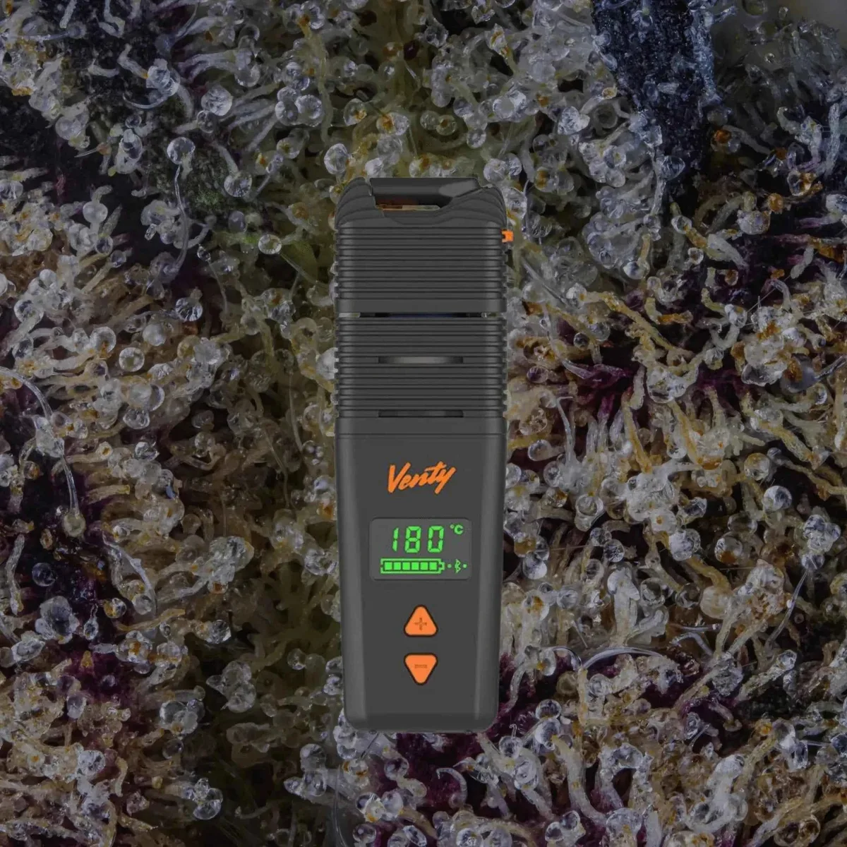 Storz & Bickel Venty — for flower from Trichly